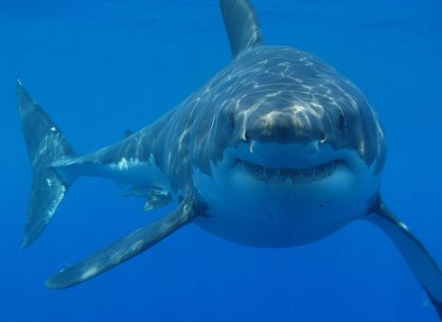 800px-Great_white_shark_south_africa